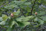 Bigleaf magnolia